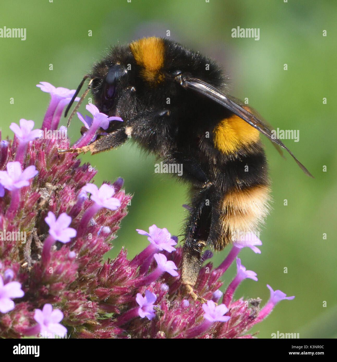 Una regina Buff-tailed Bumblebee (Bombus terrestris) foraggi su una verbena bonariensis fiore di testa. Bedgebury Forest, Kent, Regno Unito. Foto Stock