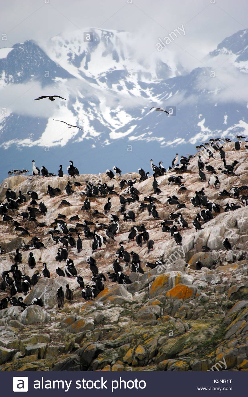 La colonia di Cormorani in prossimità del Canale di Beagle in Ushuaia, Tierra del Fuego, Argentina Foto Stock