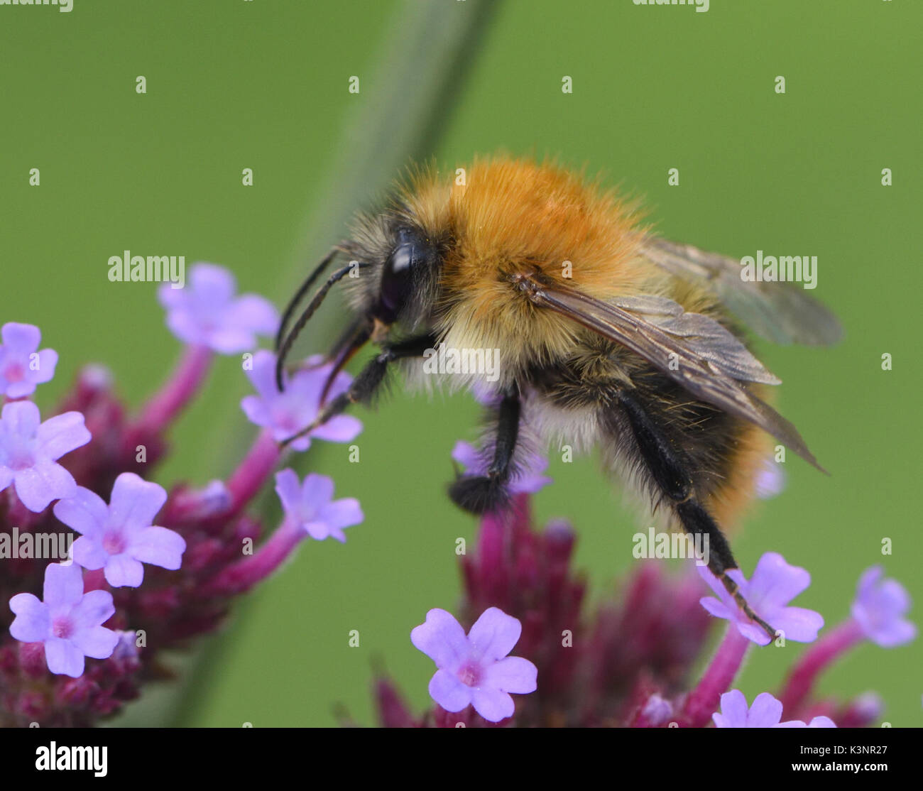 Un lavoratore carda comune bee (Bombus pascuorum) foraggi su una verbena bonariensis fiore di testa. Bedgebury Forest, Kent, Regno Unito. Foto Stock