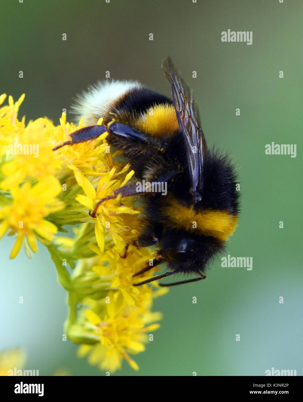 Un lavoratore Buff-tailed Bumblebee (Bombus terrestris) foraggi su un asta d'oro o solidago fiore di testa. Bedgebury Forest, Kent, Regno Unito. Foto Stock