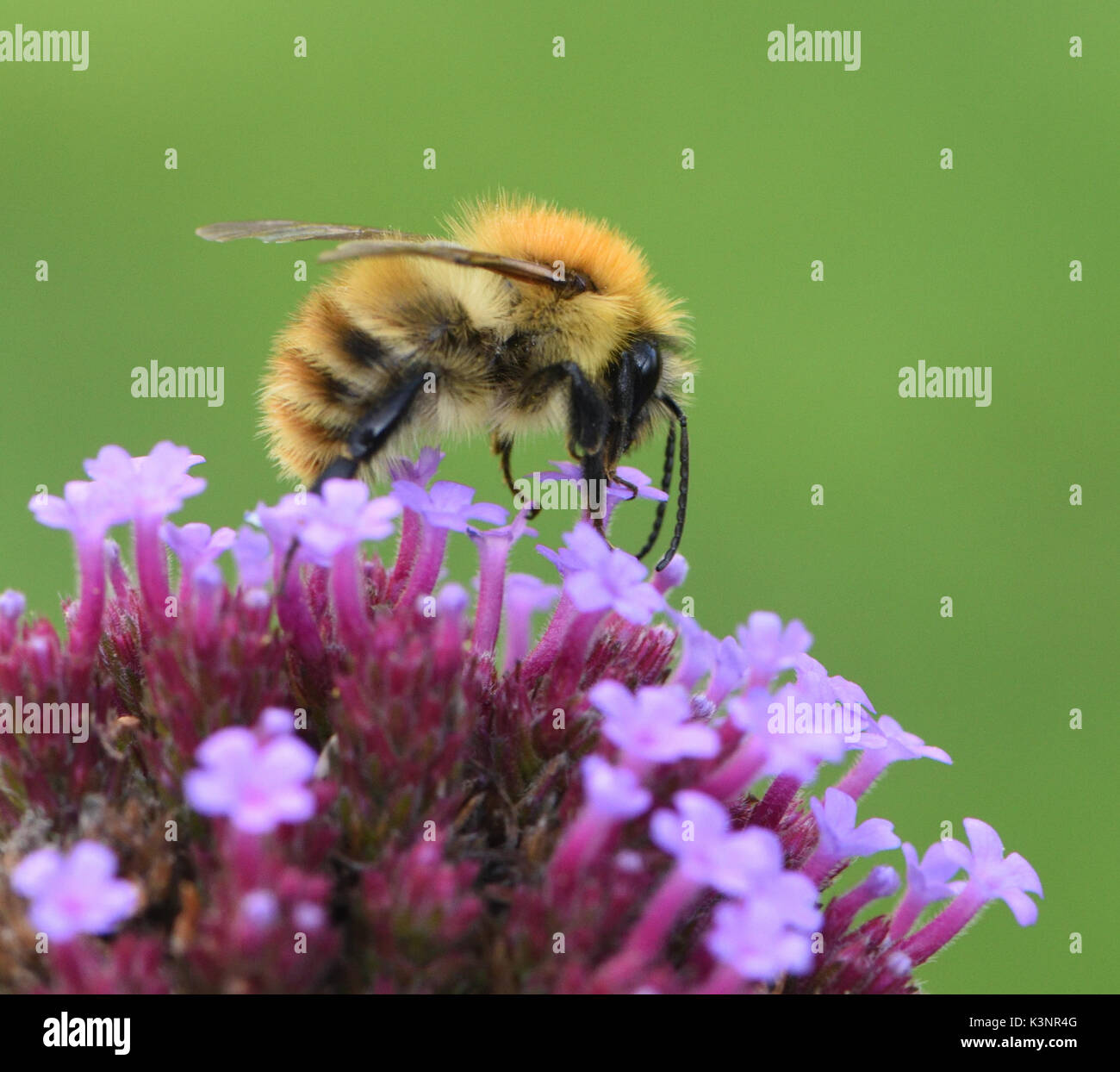 Un lavoratore carda comune bee (Bombus pascuorum) foraggi su una verbena bonariensis fiore di testa. Bedgebury Forest, Kent, Regno Unito. Foto Stock