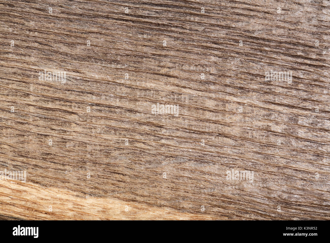 Vecchio legno graffiato bog oak . Texture. Foto Stock