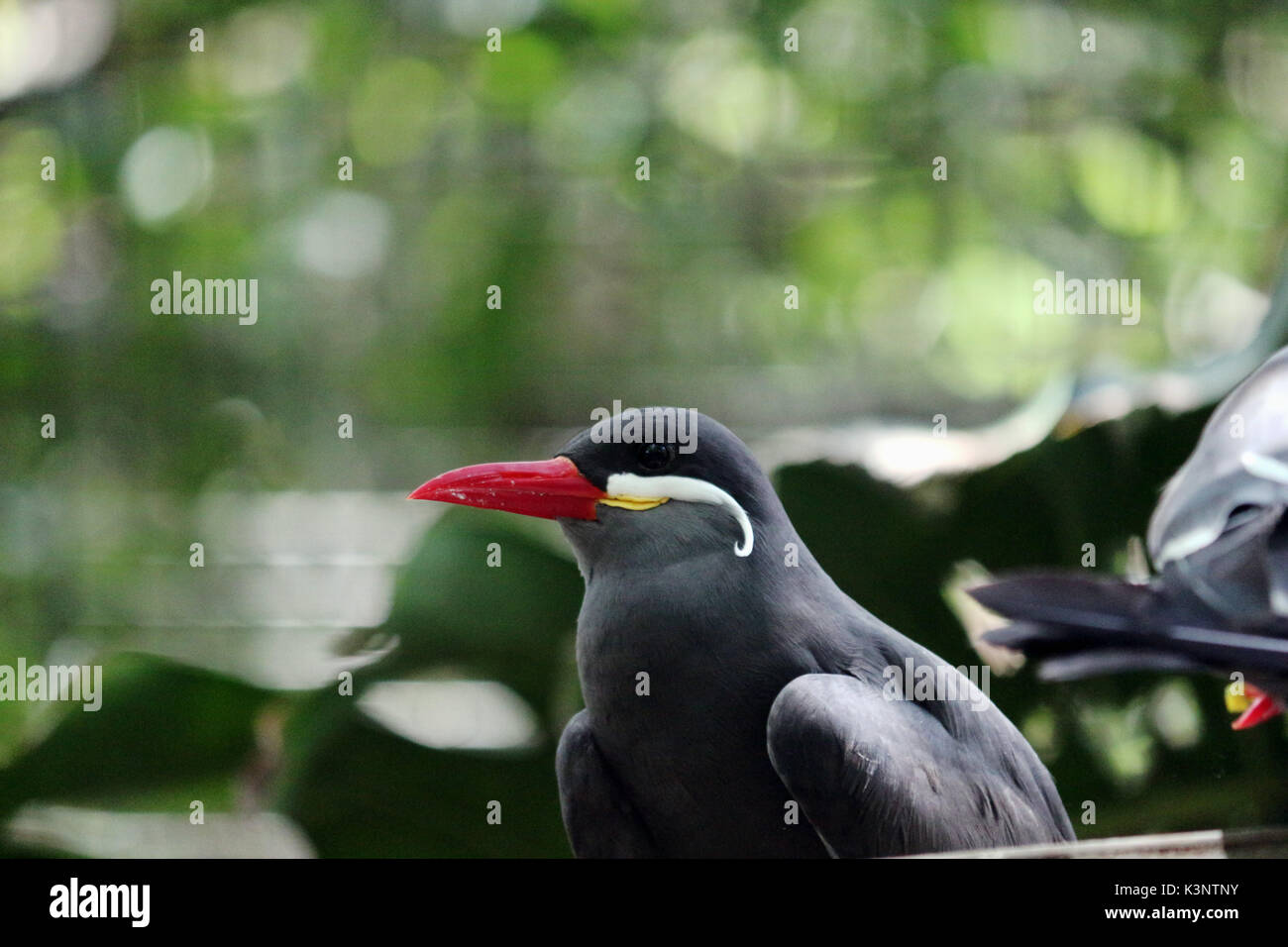 Un peruviano uccello, un inca tern con un grande becco rosso. Foto Stock