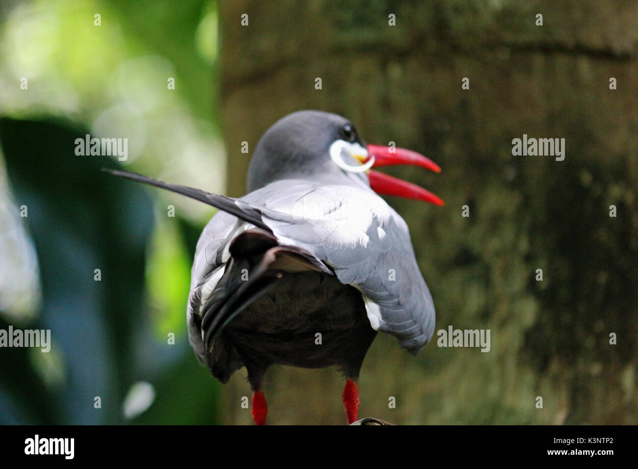 Un peruviano uccello, un inca tern con un grande becco rosso. Foto Stock