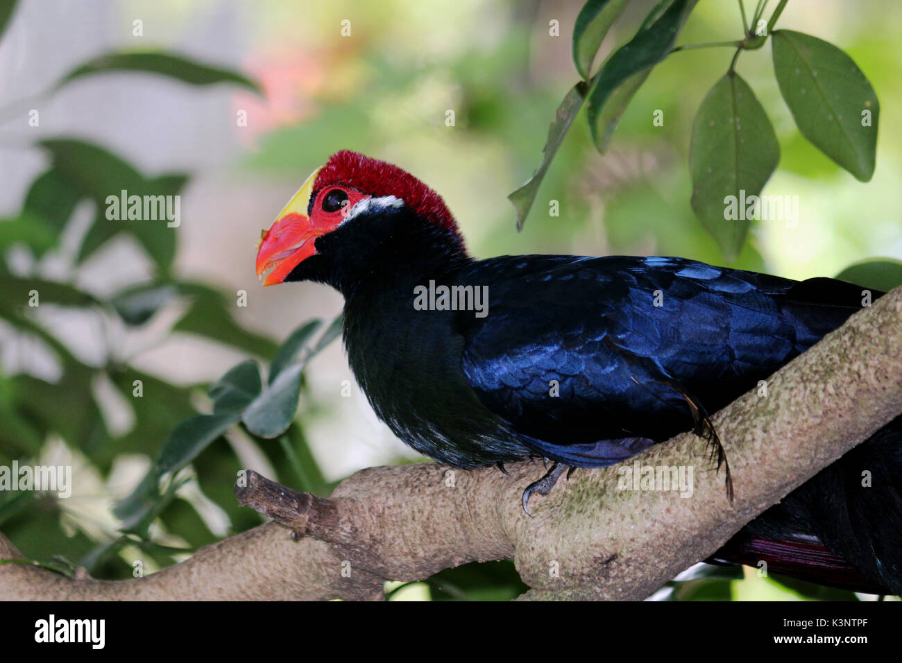Un viola's Turaco uccello appollaiato su un ramo di albero Foto Stock