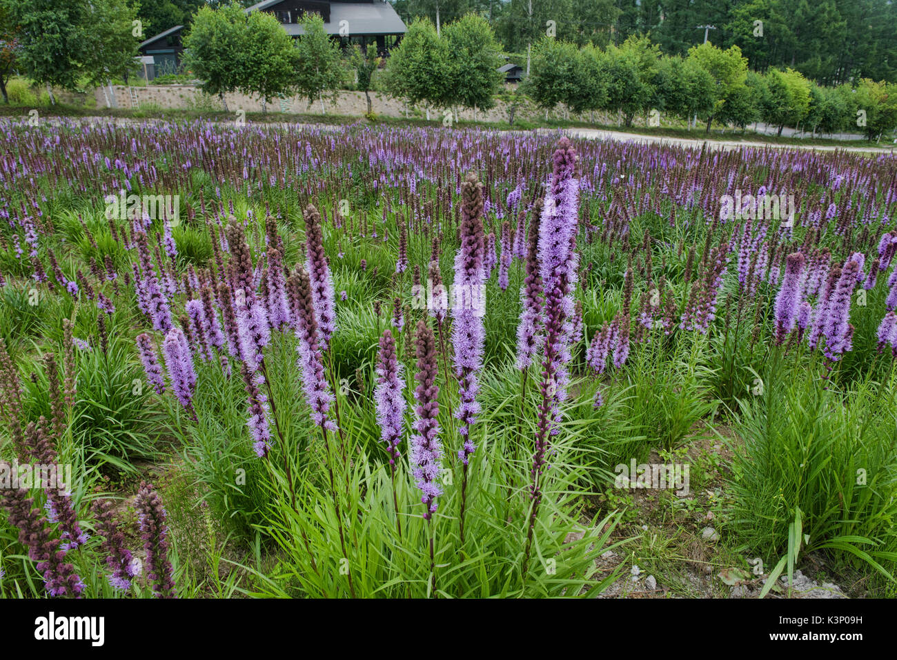 Liatris spicata crescendo i campi di fiori di Shikisai no Oka, Hokkaido, Giappone Foto Stock