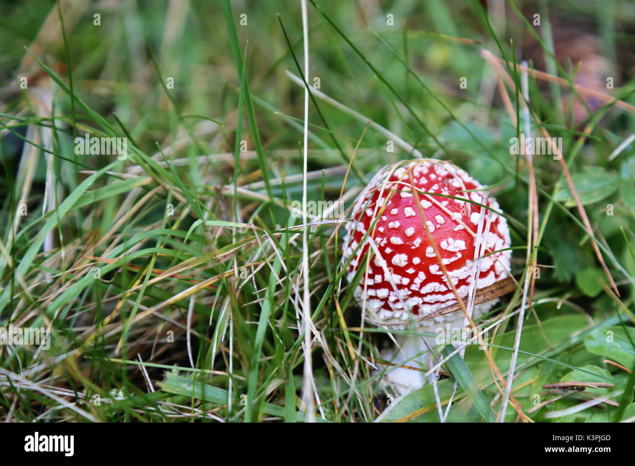 Fungo rosso nelle montagne del Montenegro Foto Stock