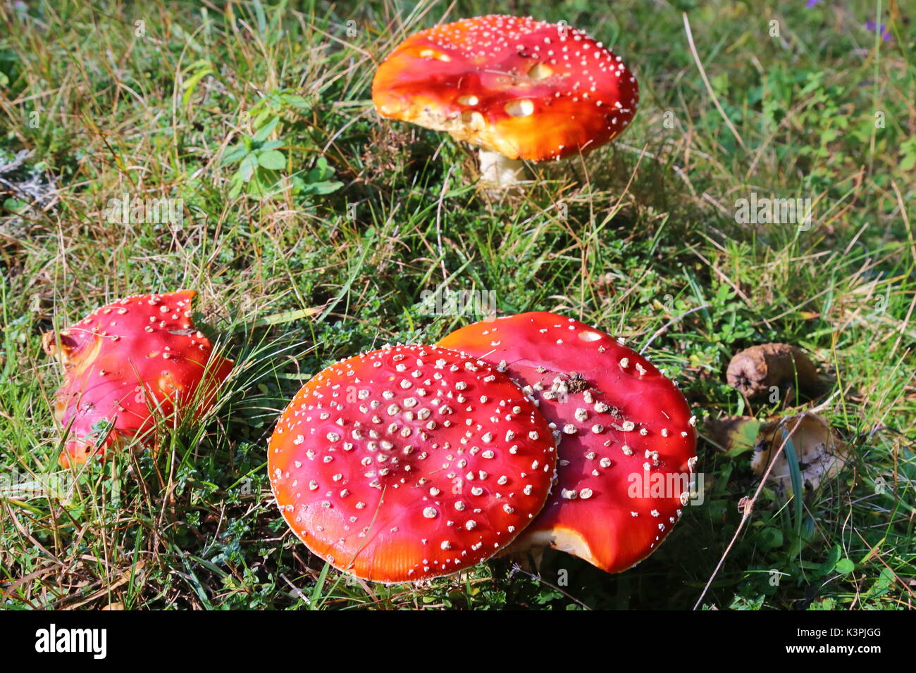 Fungo rosso nelle montagne del Montenegro Foto Stock