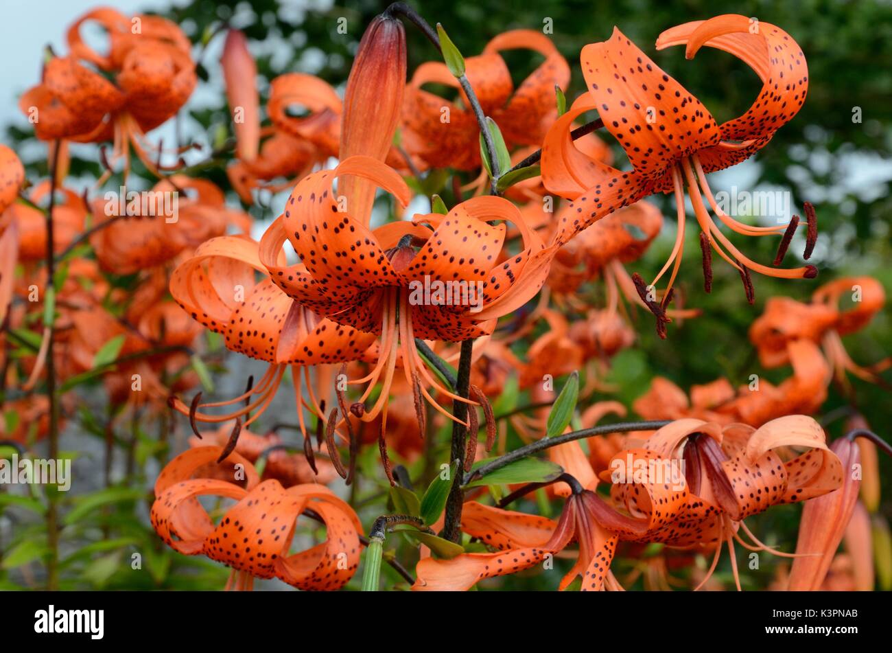 Tiger Lily Lilium Fosso Lancitolium Lily arance grandi petali di fiori coperti con i punti Foto Stock
