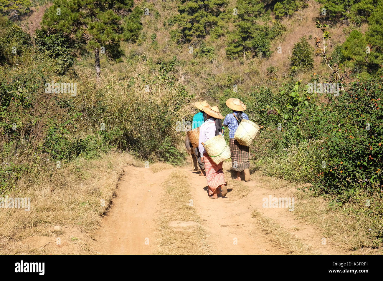 Un gruppo di donne a piedi da una giornata di lavoro nel settore rurale in Myanmar Foto Stock