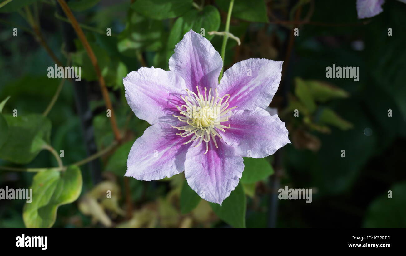 Fiore bianco viola la clematide piilu giardino estivo Foto Stock