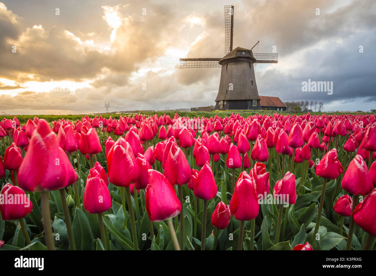 Il mulino a vento e campi di tulipani, Alkmaar polder, Paesi Bassi Foto Stock