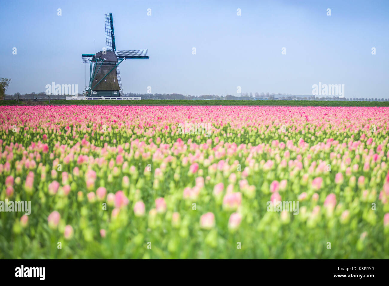 Il mulino a vento e campi di tulipani, Alkmaar polder, Paesi Bassi Foto Stock