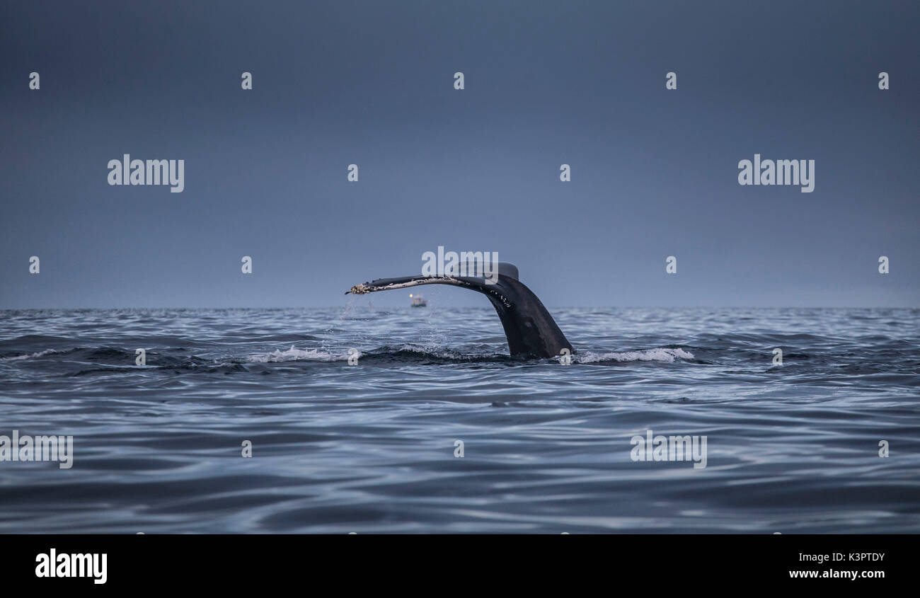 Mefjordvaer, Senja Isola, Norvegia Foto Stock