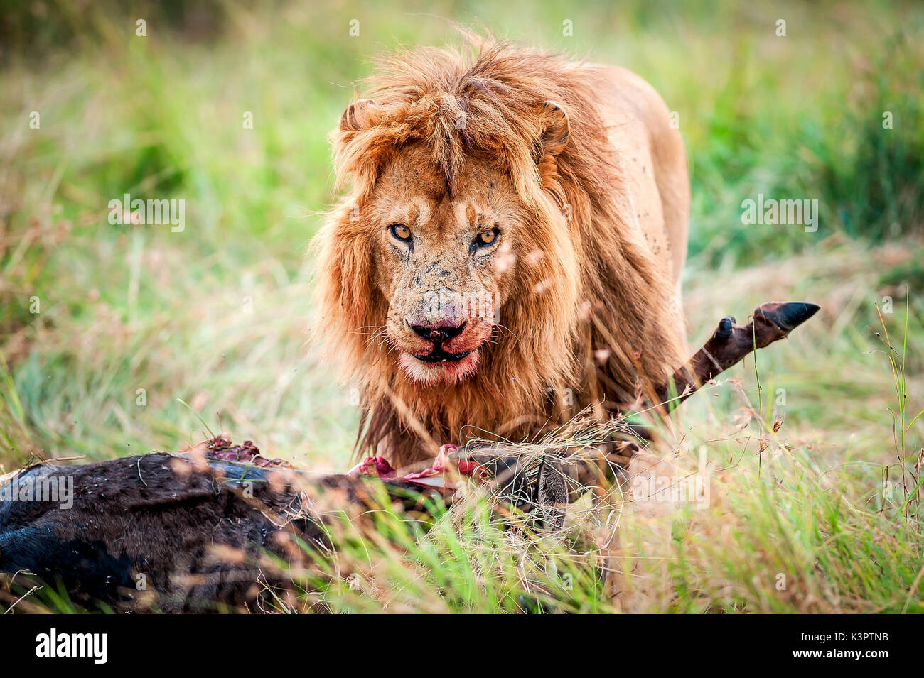 Riserva Nazionale di Masai Mara, Kenya, Africa. Lion (Panthera leo) mangiare una preda. Foto Stock