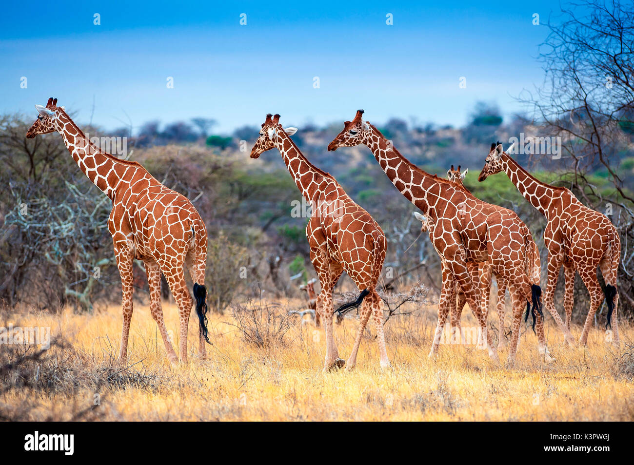 Samburu riserva nazionale. Kenya, Africa. Un gruppo di materiale reticolato giraffe (giraffa camelopardalis reticolare). Foto Stock