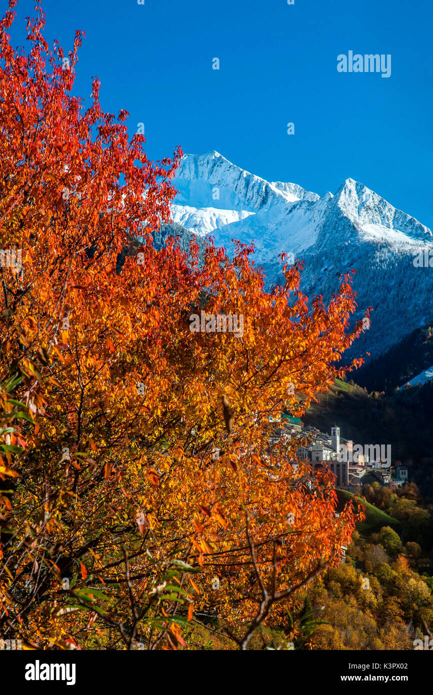 Colori autunnali nella Valle del Bitto che contrastano con il bianco luminoso della snow-capped vetta di Monte Azzarini Albaredo, Alpi Orobie, Valtellina Sondrio, Lombardia, Italia Europa Foto Stock