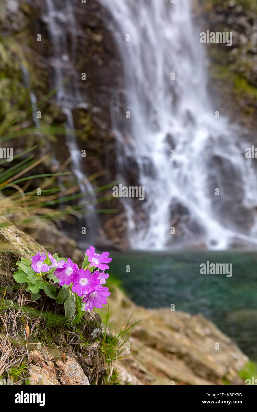 Primula hirsuta davanti a cascata della Froda, Sonogno, in val Verzasca, Ticino, Svizzera Foto Stock