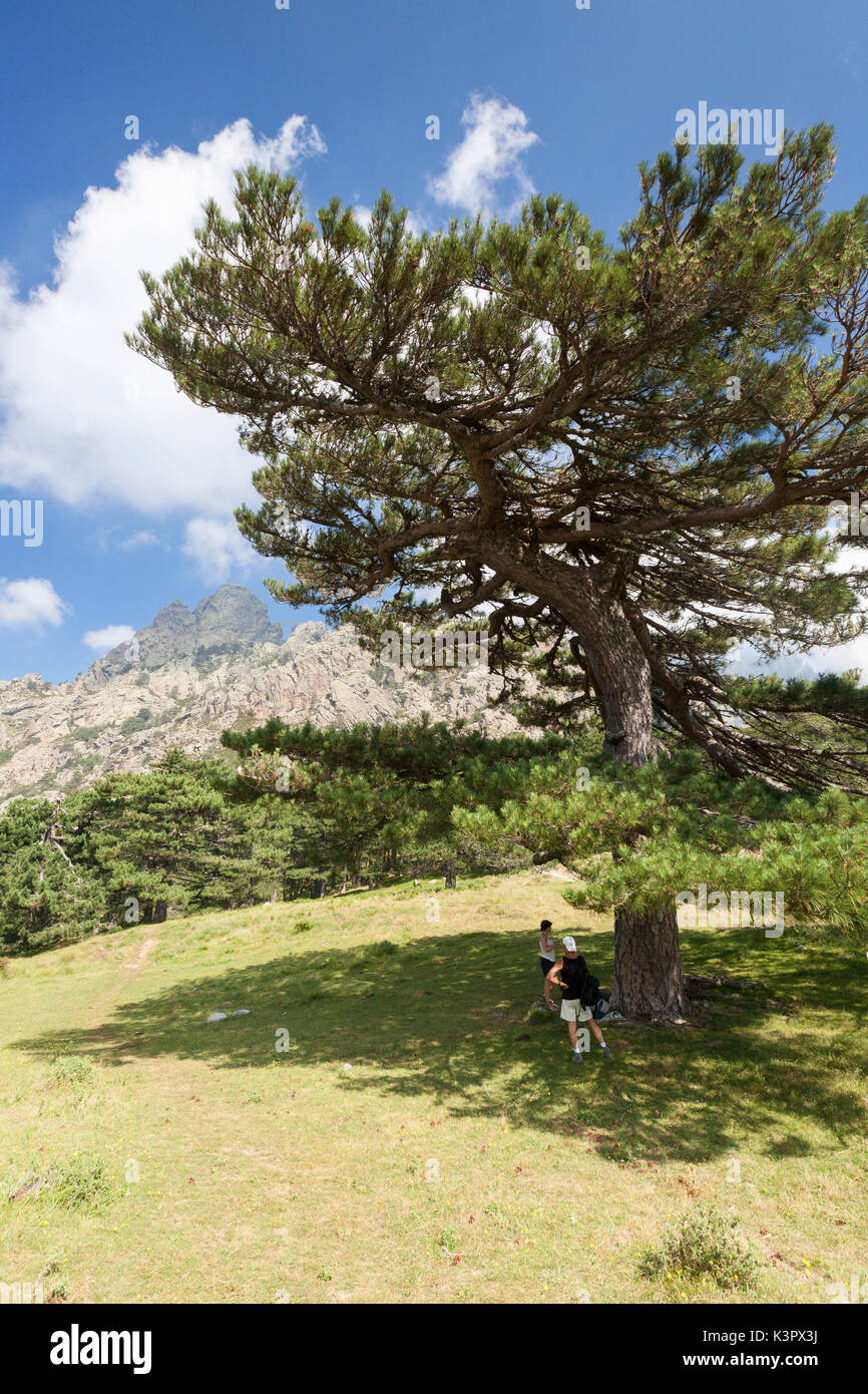 Blue sky sui picchi rocciosi e verdi boschi di Col de Bavella (Colle di Bavella) Solenzara Corsica del Sud Francia Europa Foto Stock