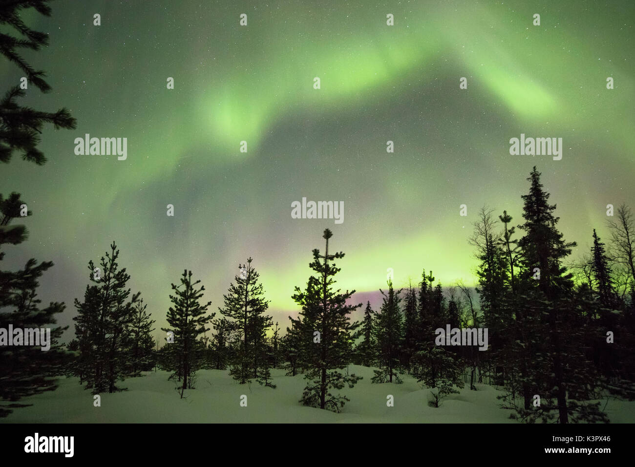Colorate luci dell'Aurora Boreale e il cielo stellato su i boschi innevati Levi Sirkka Kittilä Lapponia Regione Finlandia Europa Foto Stock
