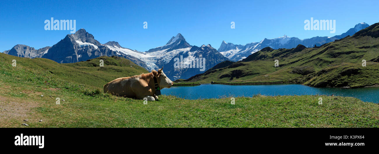 Mucca appoggiata in erba a Bachalpsee lago con Schreckhorn Finsteraarohnr e picchi in background, Oberland bernese, Svizzera Foto Stock