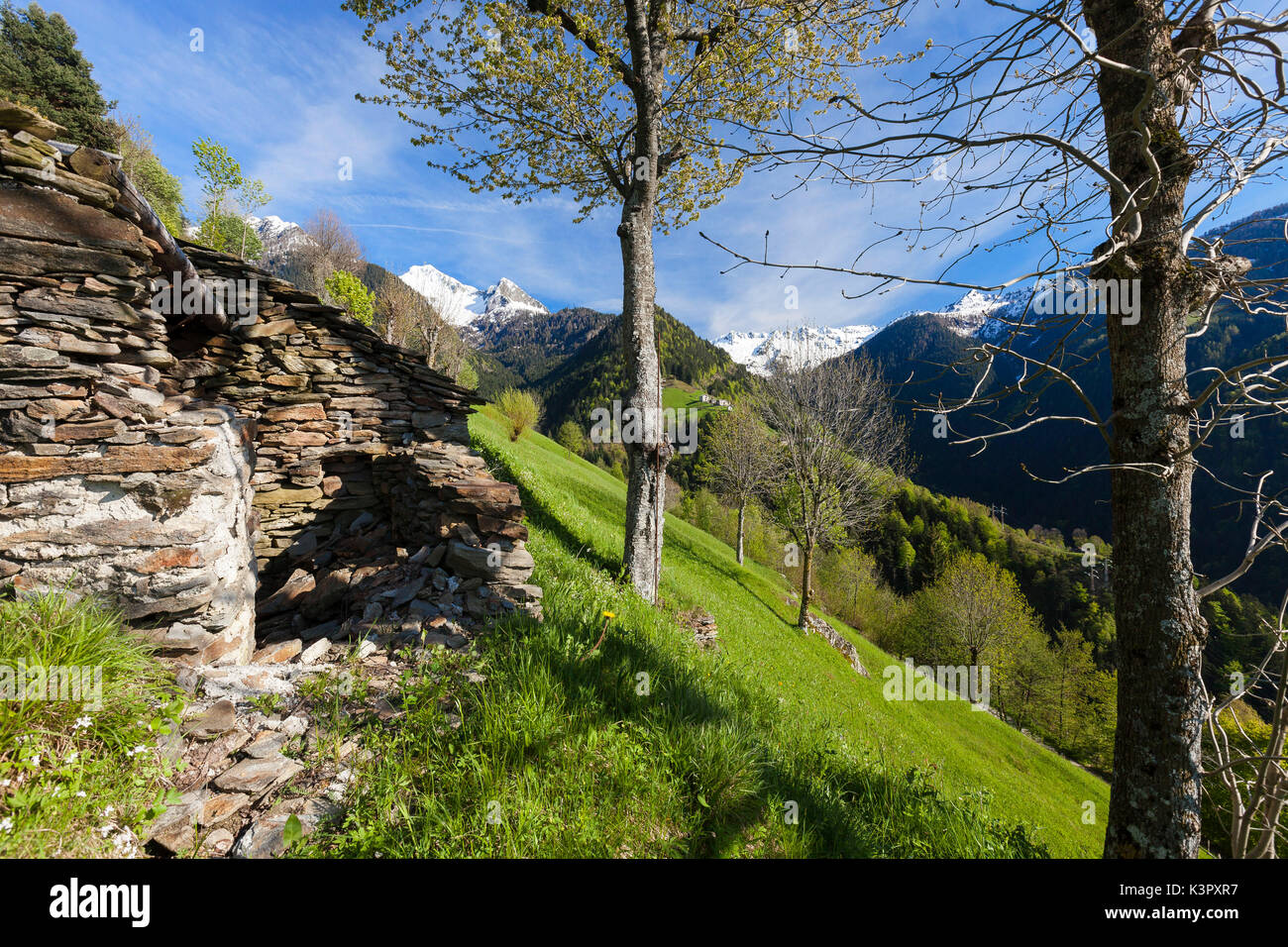 Il verde dei prati e cime innevate lungo lo storico sentiero escursionistico via Priula Albaredo Valle Alpi Orobie Lombardia Italia Europa Foto Stock