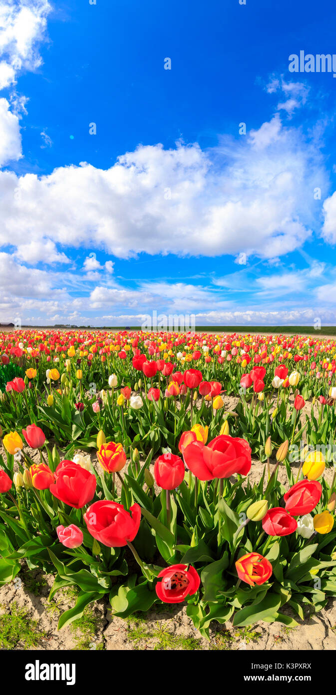 Panorama di tulipani multicolori incorniciato da blue sky Yerseke Reimerswaal provincia di Zelanda Olanda Paesi Bassi Europa Foto Stock