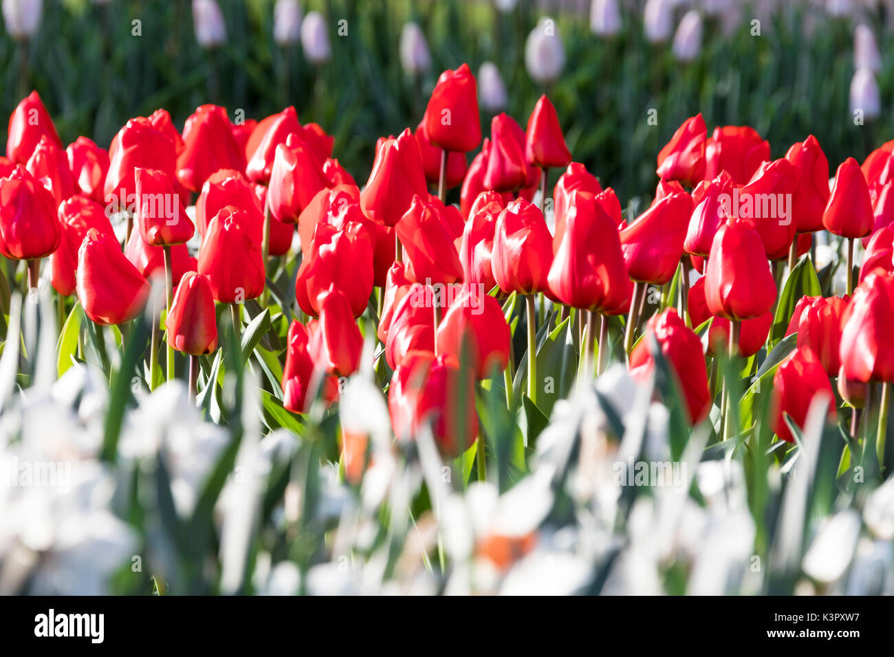 Tulipani rossi in fiore in erba verde del Keukenhof giardino botanico Lisse South Holland Olanda Europa Foto Stock