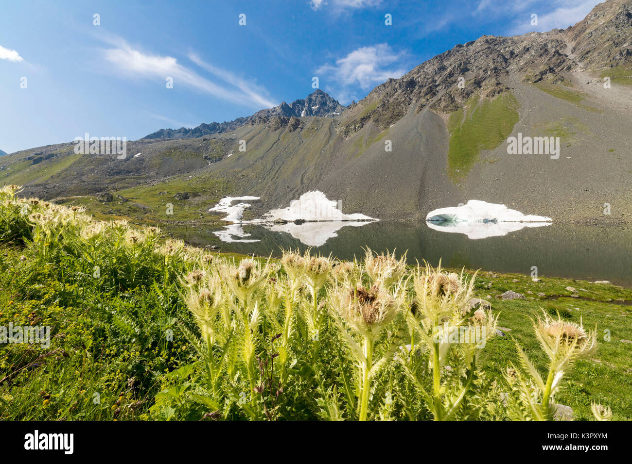 Le piante di telaio Cirsium il lago alpino Schottensee Flüela Pass cantone dei Grigioni Engadina Svizzera Europa Foto Stock