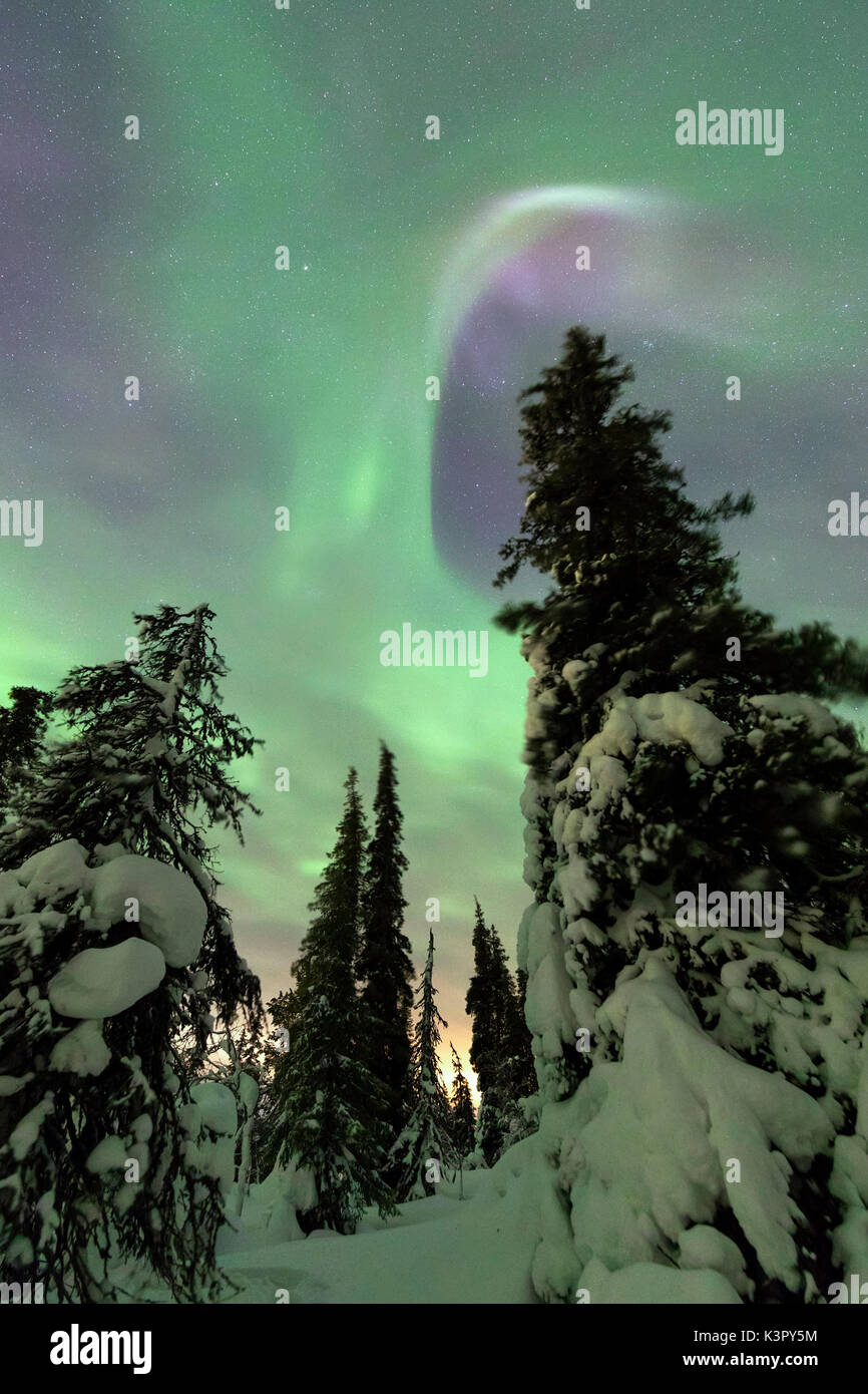Luci verdi delle aurore boreali sui boschi innevati Pallas Yllästunturi Parco Nazionale regione Lapponia Finlandia Europa Foto Stock