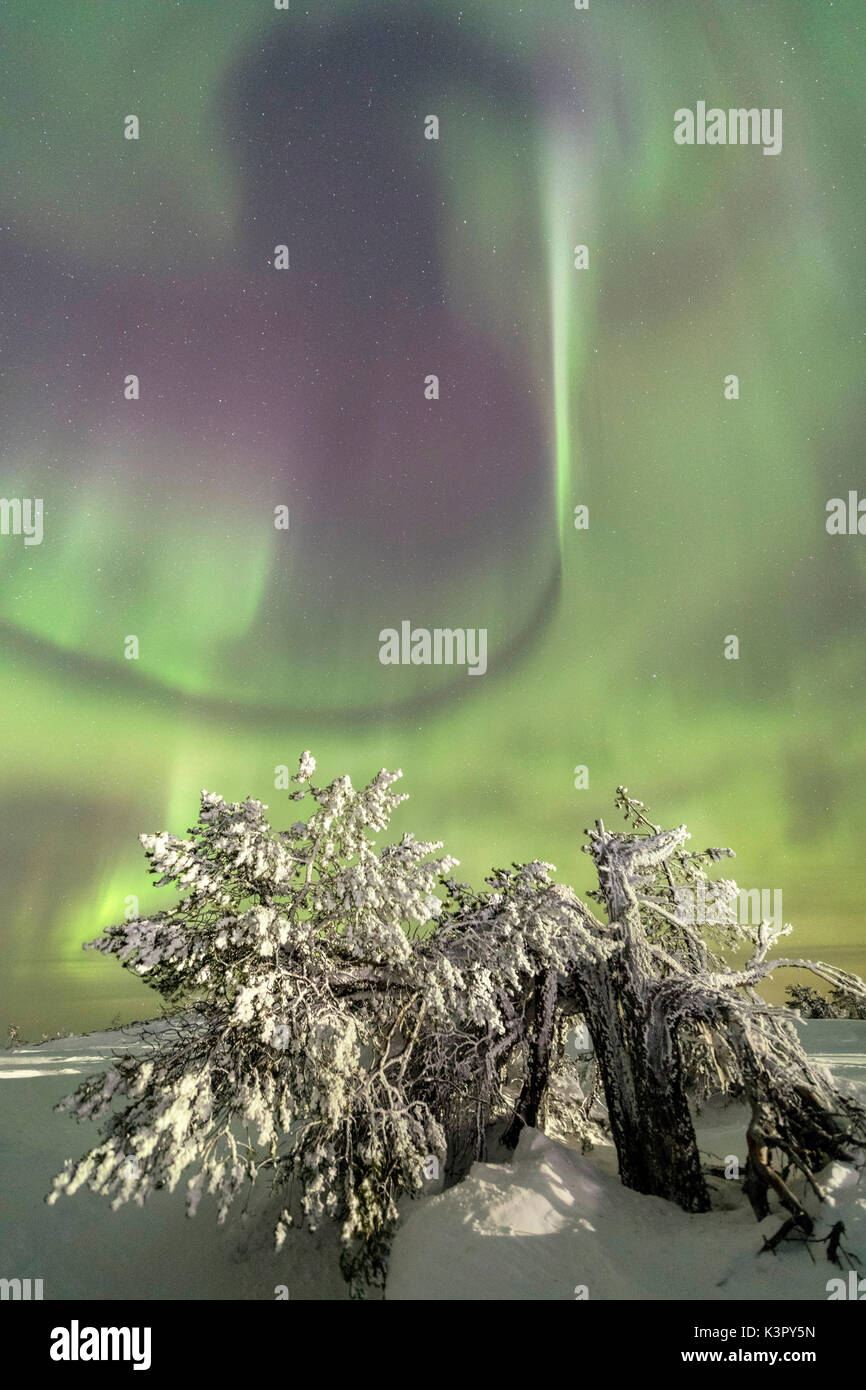 Luci del nord e il cielo stellato sul paesaggio innevato e gli alberi ghiacciati Levi Sirkka Kittilä Lapponia Regione Finlandia Europa Foto Stock