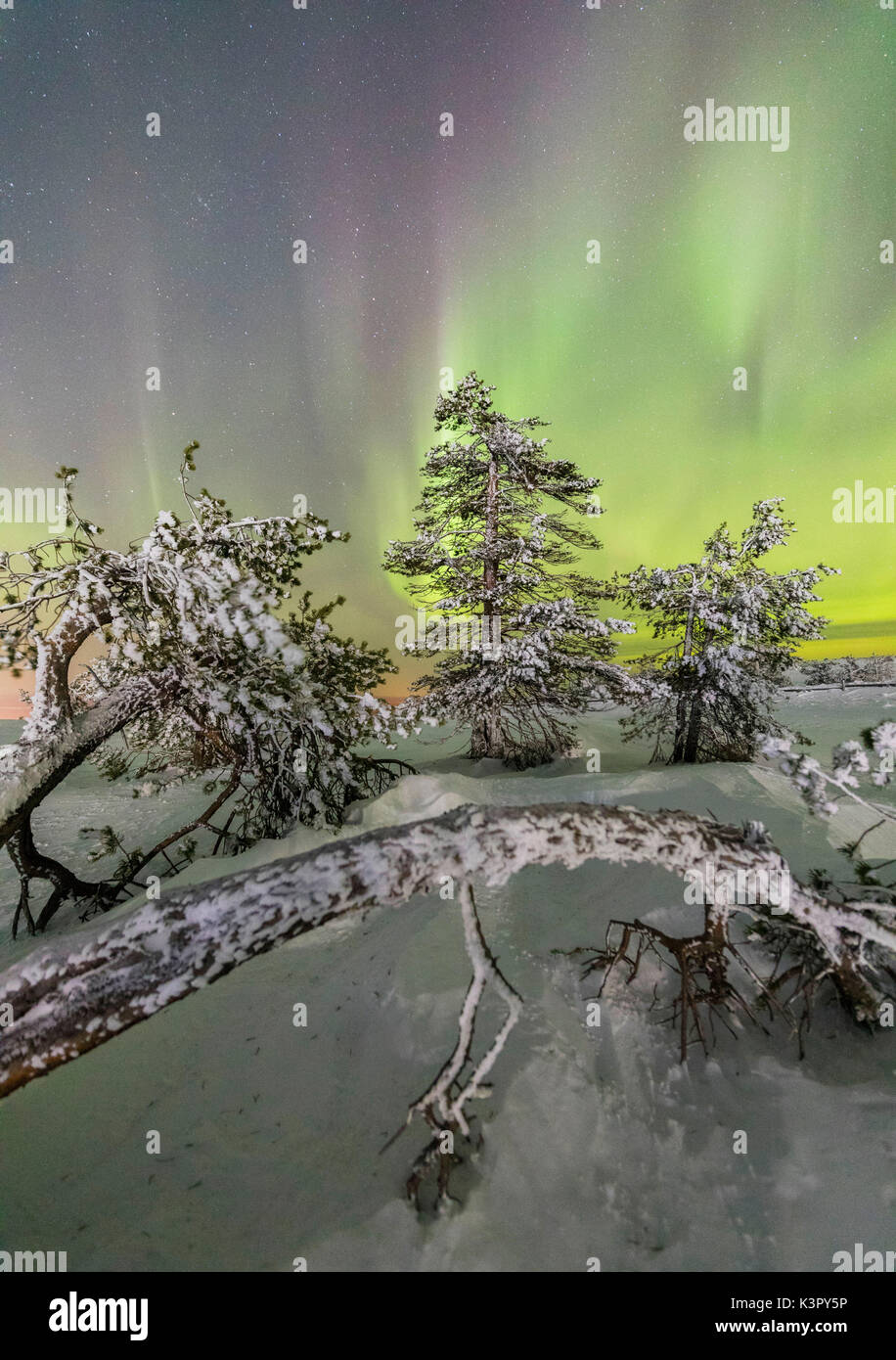 Luci del nord e il cielo stellato sul paesaggio innevato e gli alberi ghiacciati Levi Sirkka Kittilä Lapponia Regione Finlandia Europa Foto Stock