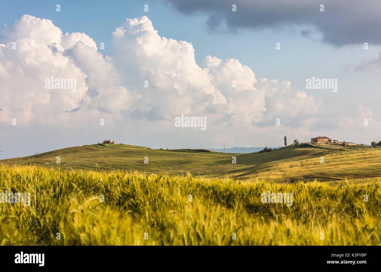 Spighe di grano telaio le verdi colline e case coloniche Crete Senesi (Crete Senesi) provincia di Siena Toscana Italia Europa Foto Stock