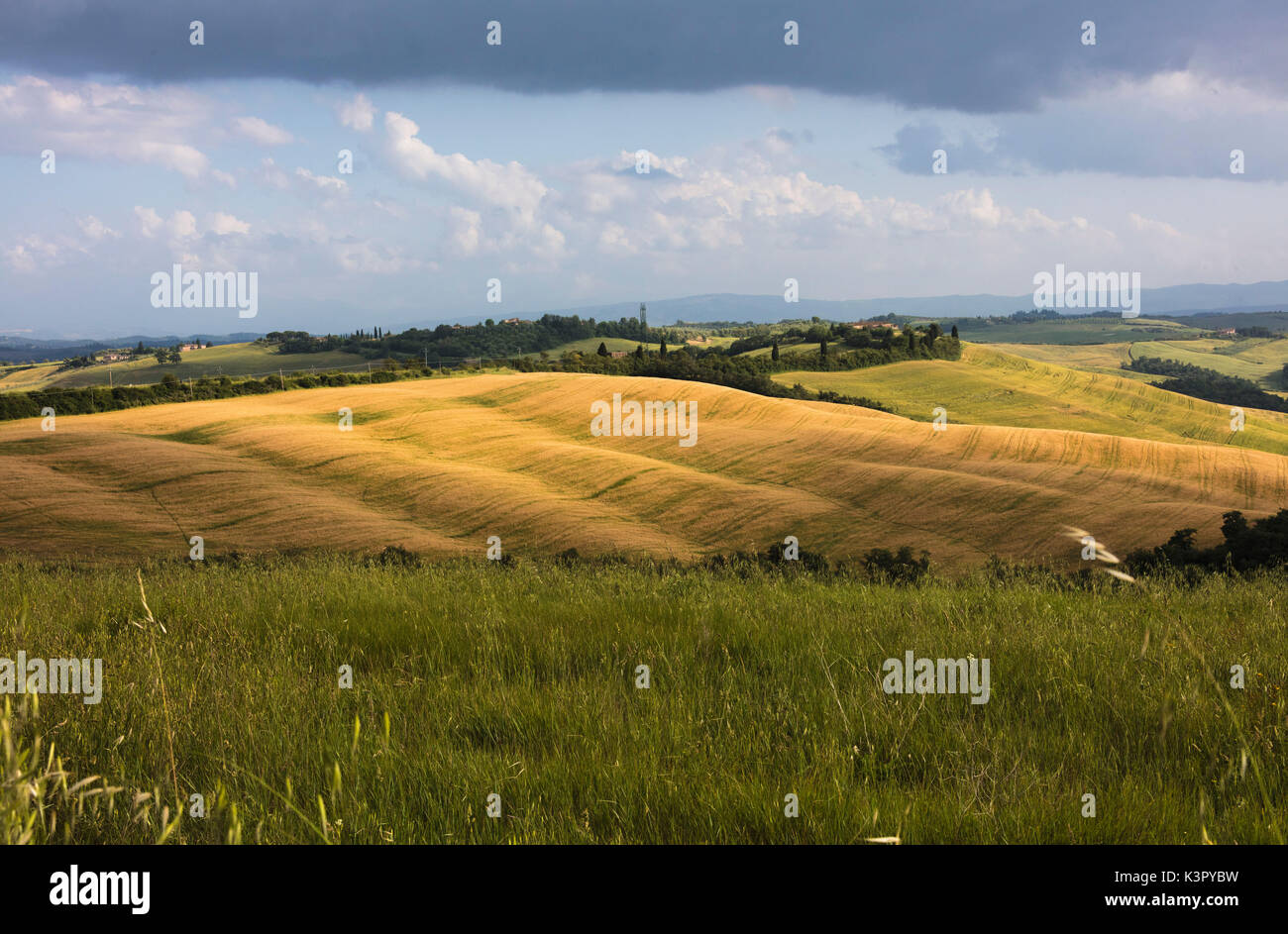 Verdi colline e erba nel paesaggio rurale delle Crete Senesi (Crete Senesi) provincia di Siena Toscana Italia Europa Foto Stock