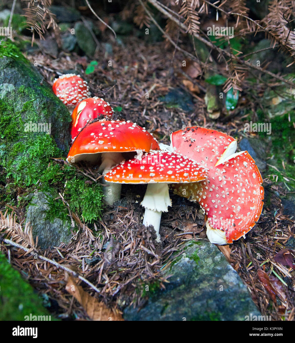 In autunno è facile trovare il coloratissimo amanita muscaria, altamente tossico di funghi che crescono in molti boschi. Alpi. Lombardia Italia Europa Foto Stock