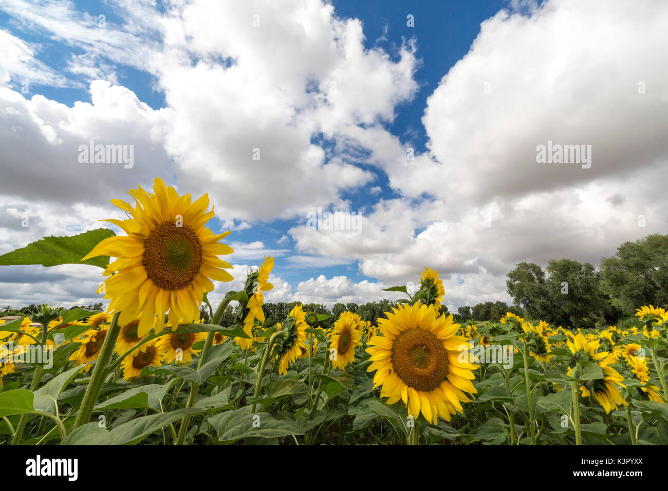 I girasoli e nuvole nel paesaggio rurale di Senigallia provincia di Ancona Marche Italia Europa Foto Stock