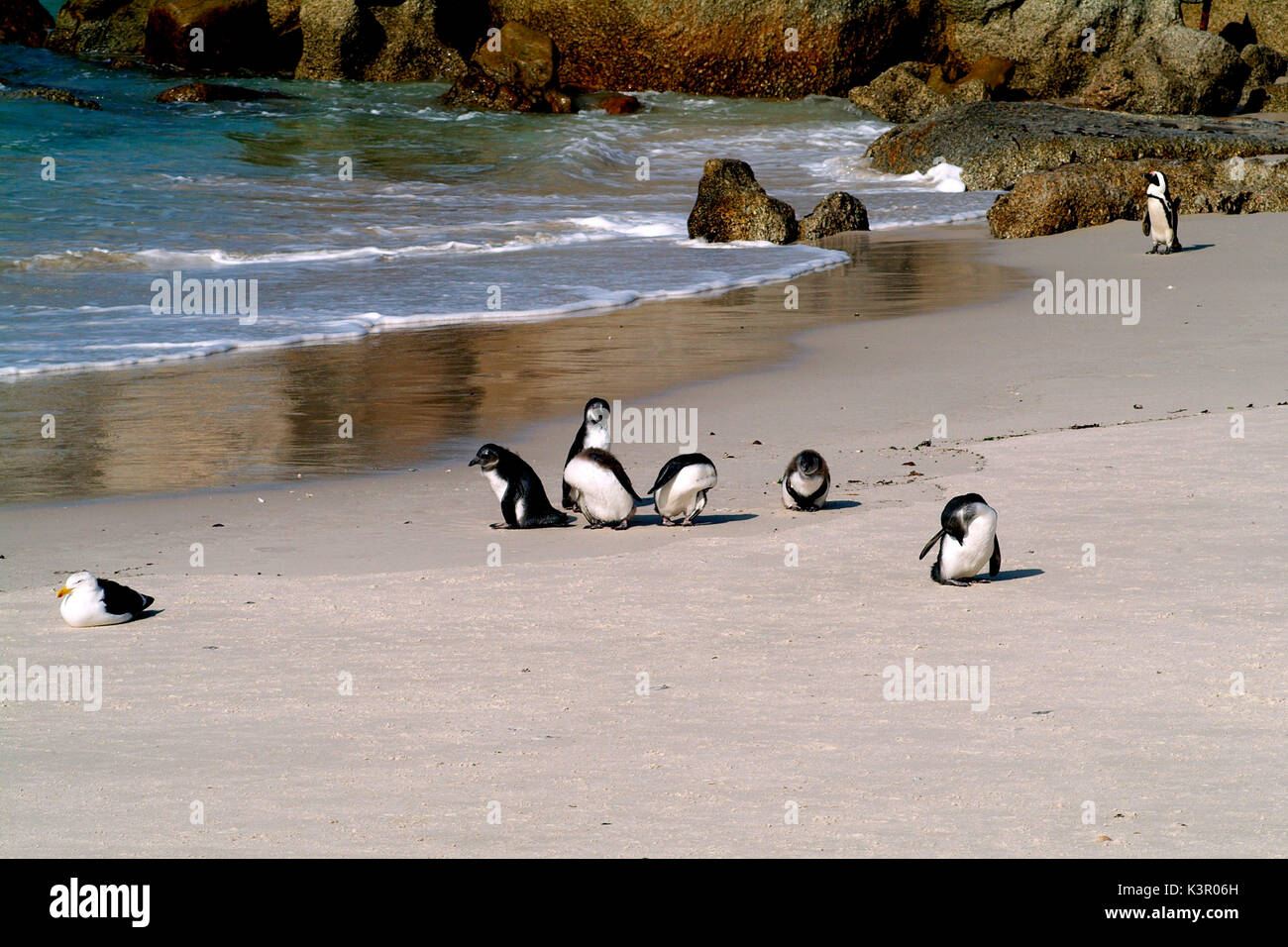 Ci sono pochi posti al mondo dove si può ottenere questo in prossimità di un allevamento colonia di pinguini, nuotare vicino a loro in mare e godersi la loro spiaggia privata in sabbia. Uno di questi è Boulders Beach, situato vicino alla Città di Simon in False Bay tra Fish Hoek e Cape Point - Africa del Sud Foto Stock