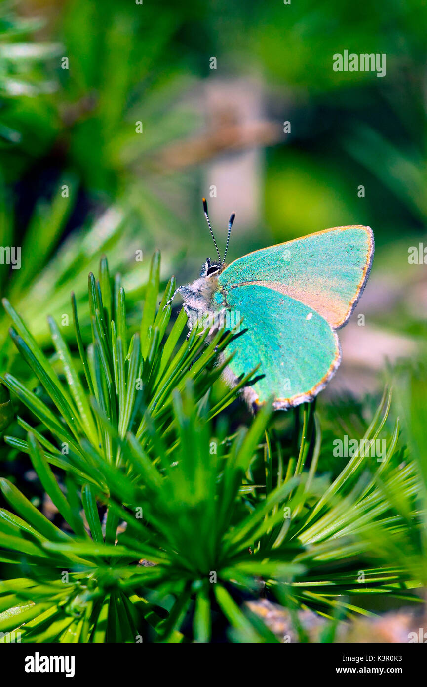 Una farfalla multicolore giacente su aghi di pino. Lombardia Italia Europa Foto Stock