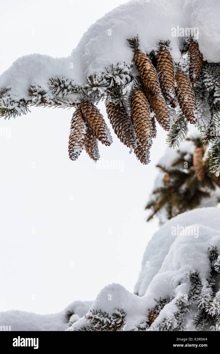 I dettagli delle pigne di alberi coperti di neve fresca Bettmeralp distretto di Raron nel canton Vallese Svizzera Europa Foto Stock