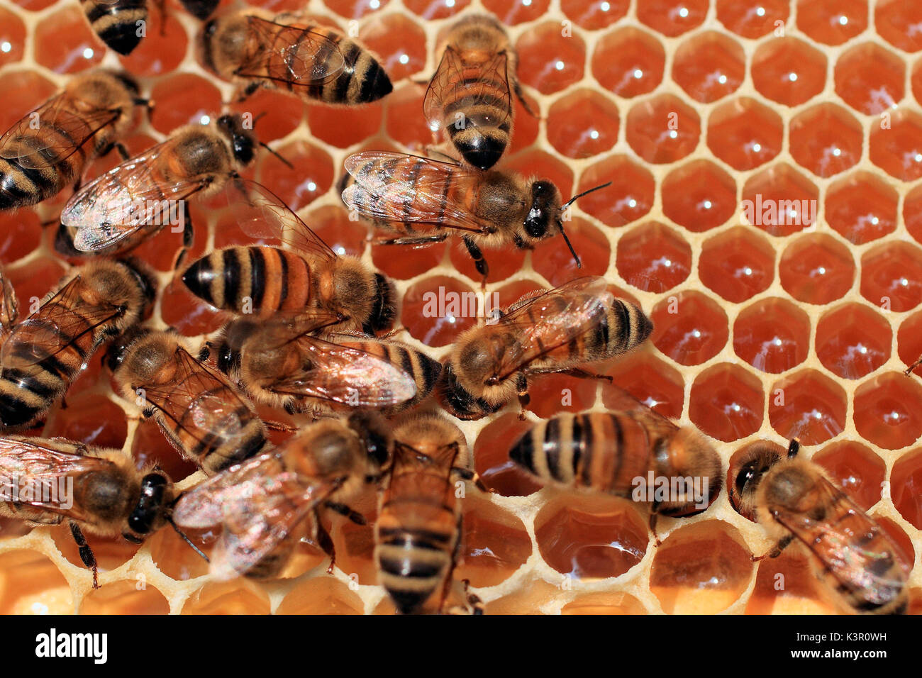 Un honey bee colony tipicamente consiste di tre tipi di api adulte: lavoratori, fuchi, e una regina. Diverse migliaia di api di lavoratore cooperano con la costruzione del nido, cibo di raccolta e di allevamento di covata. Valtellina Lombardia Italia Europa Foto Stock