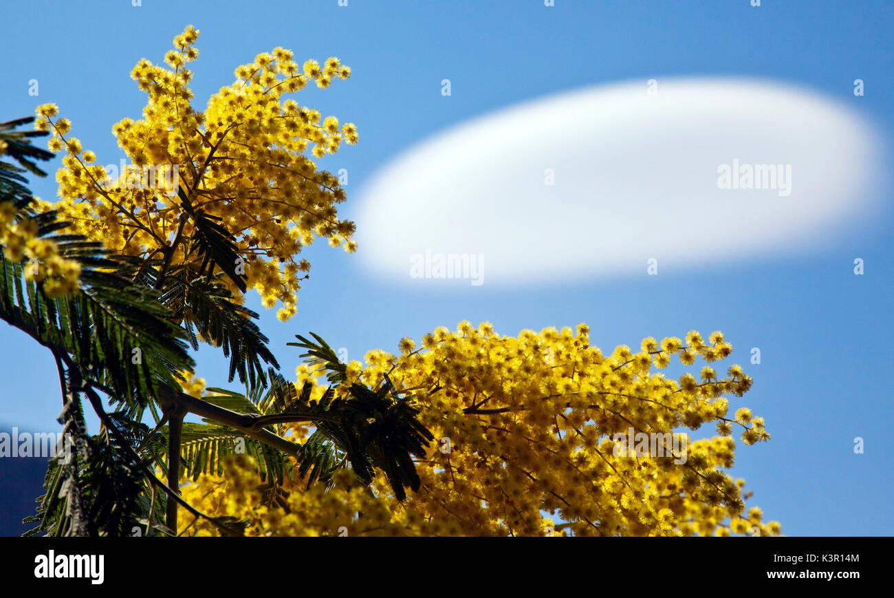 Acacia dealbata (noto come argento bargiglio, blu o graticcio mimosa) è una specie di Acacia. Nel cielo una nube lenticolare. Lombardia Italia Europa Foto Stock