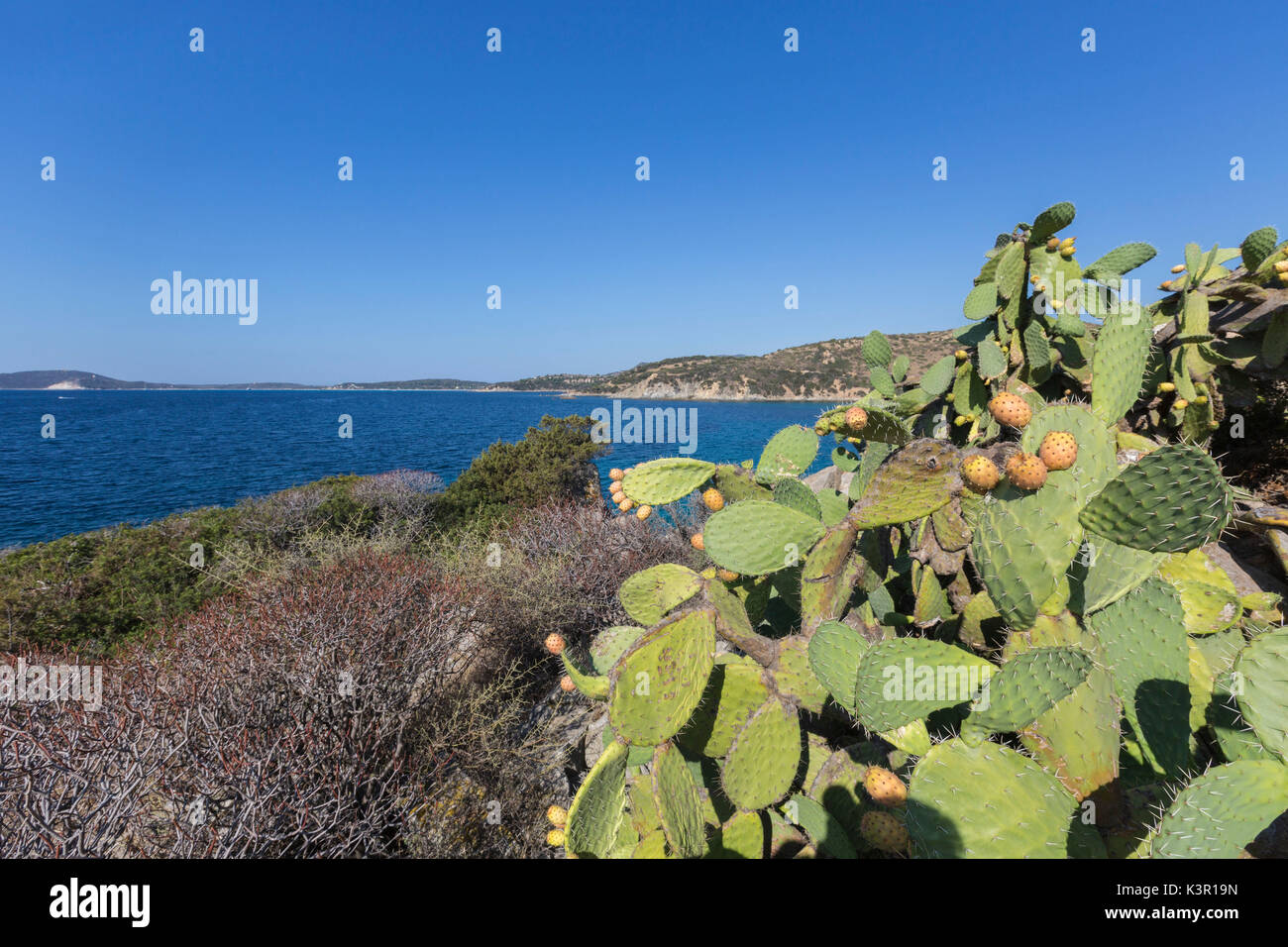 Italy prickly pear sea immagini e fotografie stock ad alta risoluzione -  Alamy