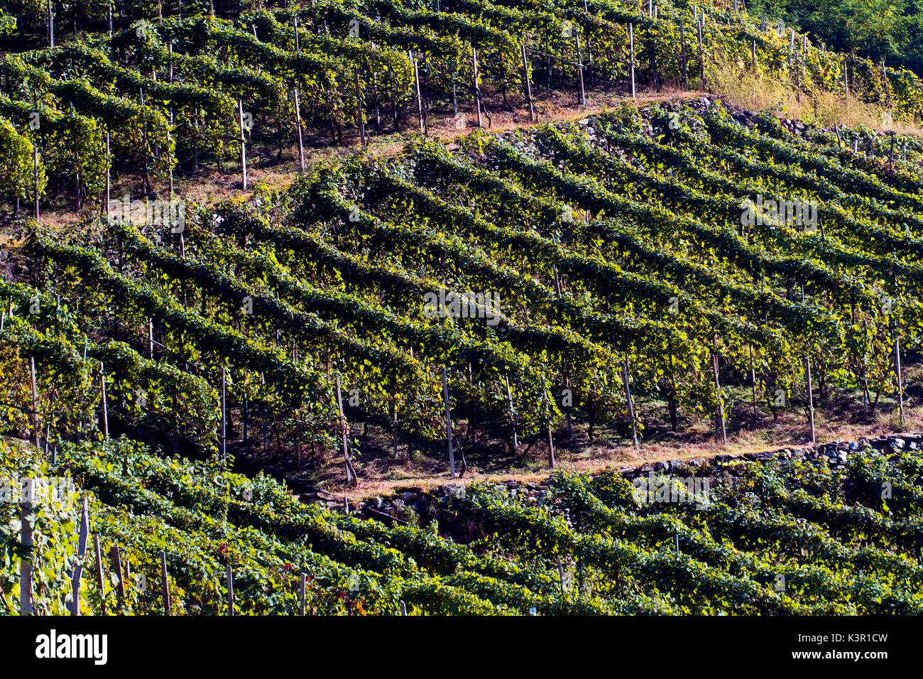 Vigneti in Valtellina dove Grumello si produce vino Lombardia Italia Europa Foto Stock