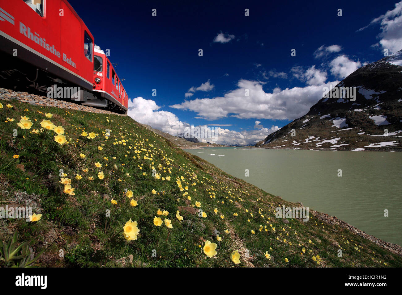 Il Trenino Rosso del Bernina ( è stata dichiarata Patrimonio dell'Umanità per la sezione Albula-Bernina) spazzole contro alcune fioriture Pulsatilla vernalis, nei pressi del lago bianco al Passo del Bernina, alta Engadina, Svizzera Europa Foto Stock