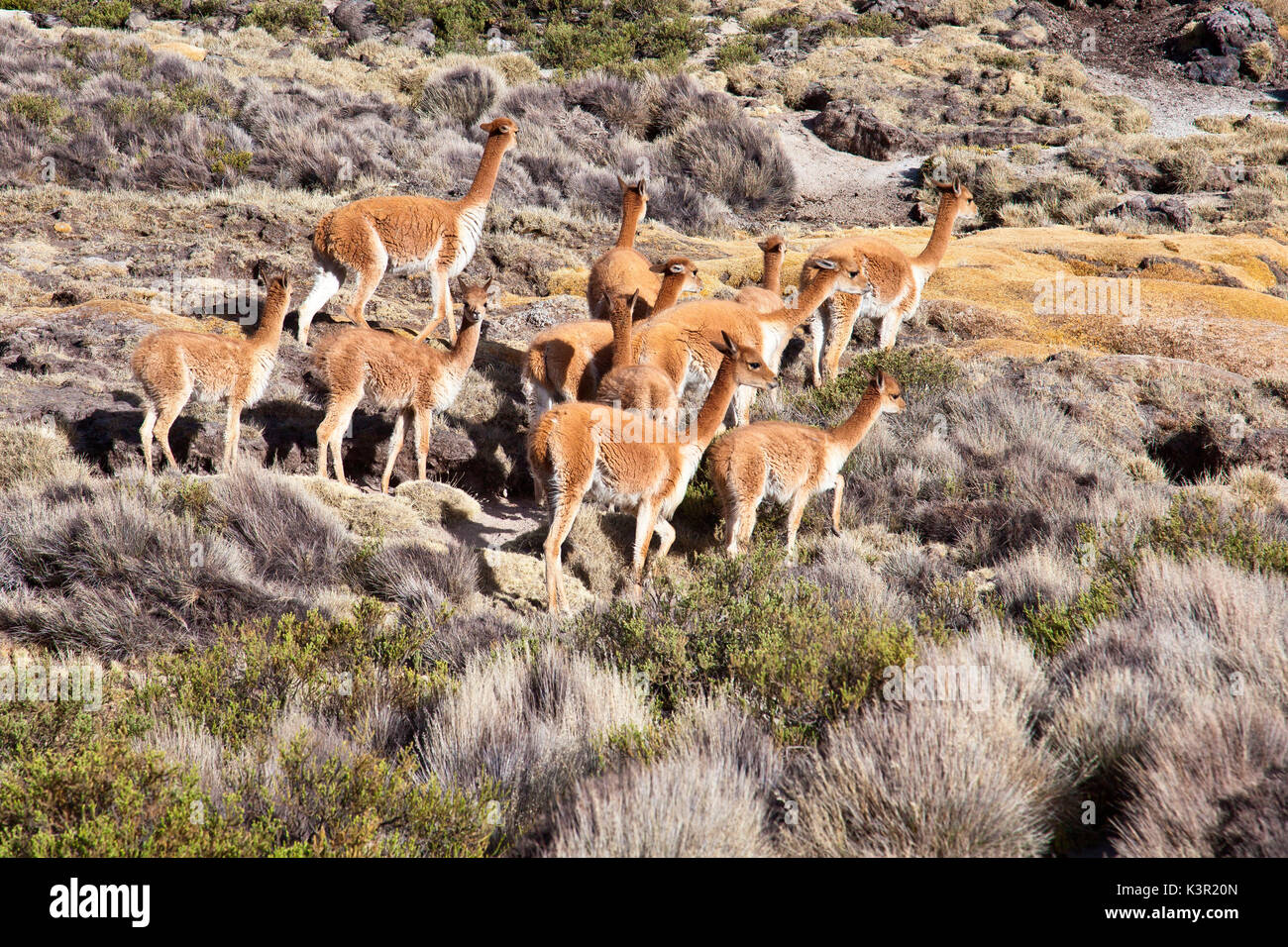 Un gruppo di vigogne selvatici in una zona desertica del Lauca Parco Nazionale. Il Cile. America del Sud Foto Stock