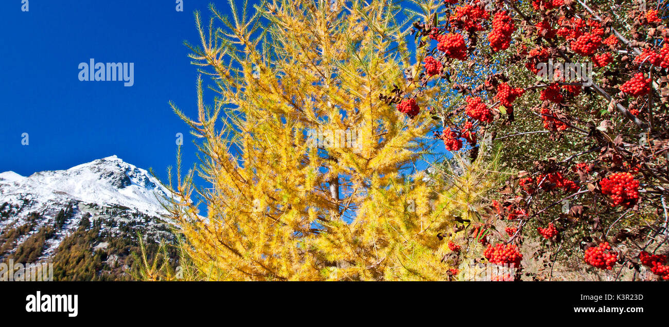 Tris di colori dell'autunno in Engadina il blu del cielo chiaro il giallo di un bosco di larici e frutti rossi di sorbo degli uccellatori una pianta tipica delle Alpi noto per le sue bacche rosse che maturano in autunno. La Svizzera in Europa Foto Stock
