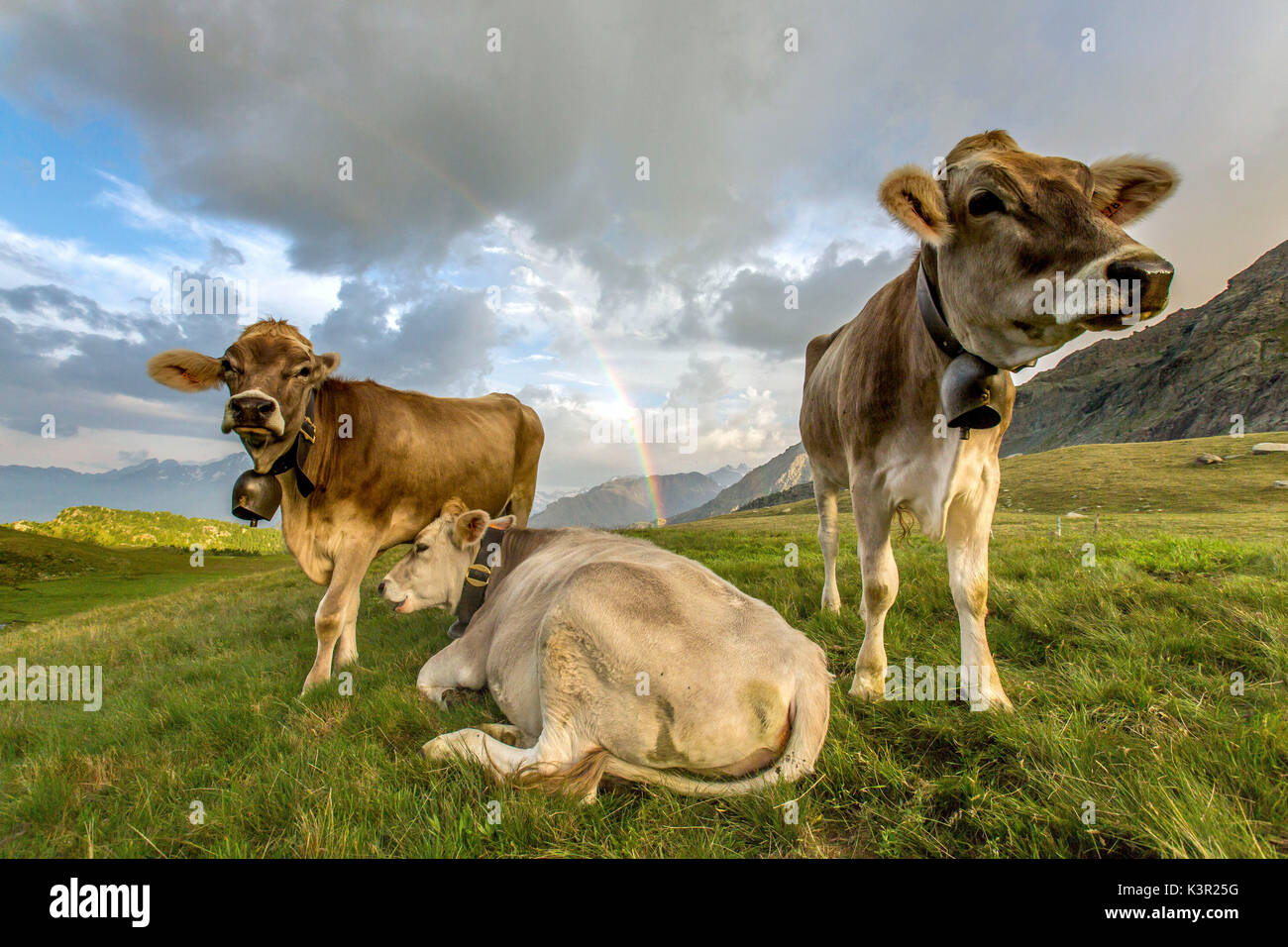 L'arcobaleno telai le mucche al pascolo nei verdi pascoli del Campagneda Alp Valmalenco Valtellina Lombardia Italia Europa Foto Stock