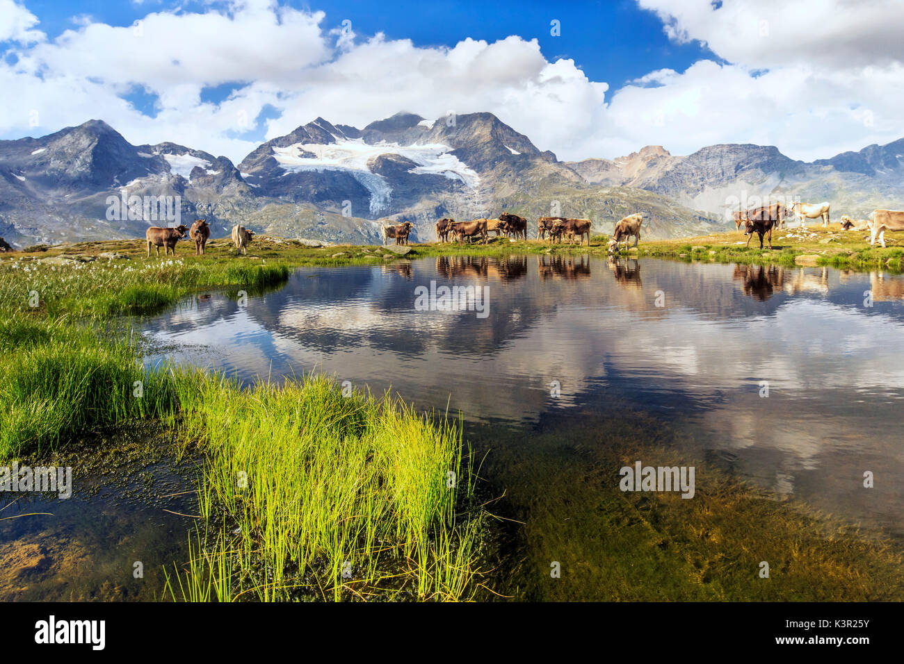 Vacche sulla riva del lago in cui le alte cime e le nuvole sono riflessi Bugliet Valle Engadina Bernina Svizzera Europa Foto Stock
