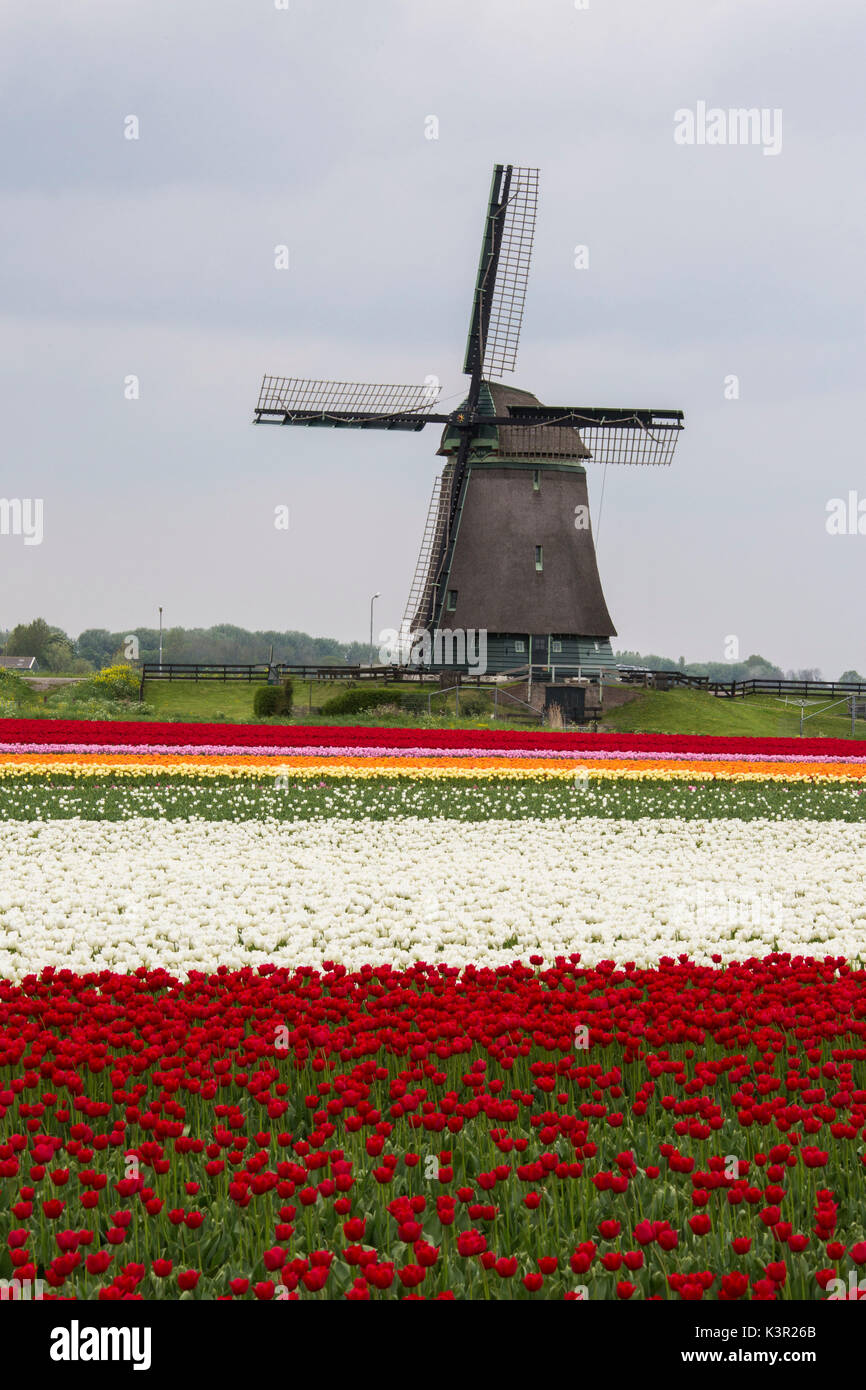 Multicolore di campi di tulipani il telaio il mulino a vento in primavera Berkmeer Koggenland North Holland Olanda Europa Foto Stock