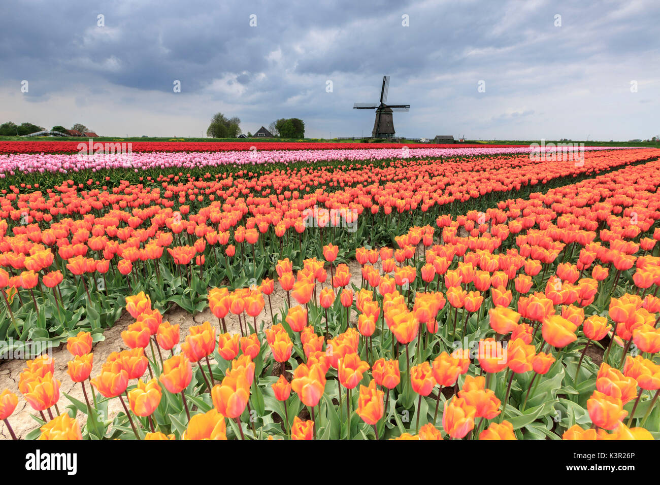 Nuvole scure su campi di tulipani multicolori e mulino a vento Berkmeer Koggenland North Holland Olanda Europa Foto Stock